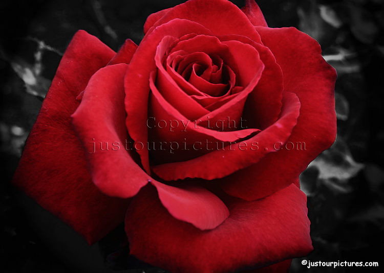 إن كنت حبيبتي..... Red rose 1